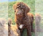 Small #2 Poodle (Standard)