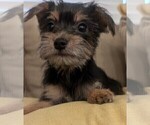 Puppy Pluto Morkie