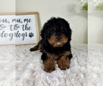 Small #2 Cavapoo