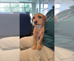 Dachshund-Norfolk Terrier Mix Dogs for adoption in Plano, TX, USA