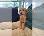 Small Dachshund-Norfolk Terrier Mix