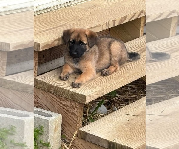 Medium Photo #3 Mutt Puppy For Sale in Germantown, OH, USA