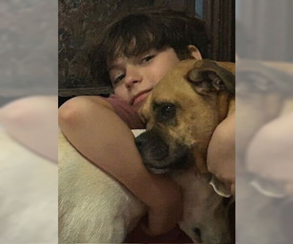 Medium Photo #2 Boxer Puppy For Sale in Austin, TX, USA