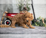Small #2 Goldendoodle (Miniature)