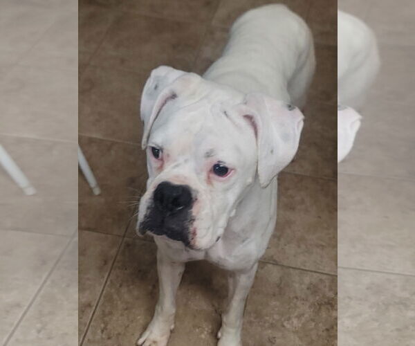 Medium Photo #2 Boxer Puppy For Sale in  Katy, TX, USA