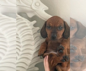Dachshund Puppy for sale in LA JOLLA, CA, USA