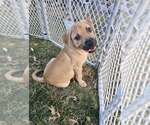 Small #1 Mutt