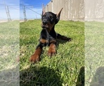 Small Photo #1 Doberman Pinscher Puppy For Sale in SALINAS, CA, USA