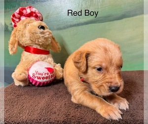 Golden Retriever Puppy for sale in UNICOI, TN, USA