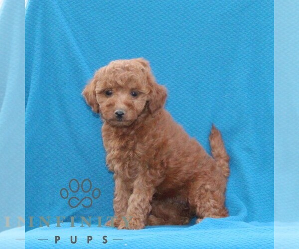 Medium Photo #1 Goldendoodle (Miniature) Puppy For Sale in AIRVILLE, PA, USA