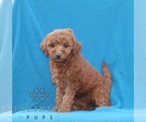 Goldendoodle (Miniature) Puppy for sale in AIRVILLE, PA, USA
