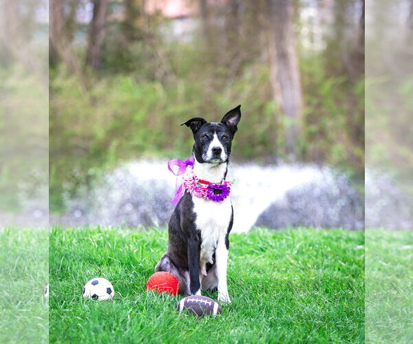 Medium Photo #3 Border Collie-Unknown Mix Puppy For Sale in Unionville, PA, USA