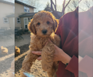 Goldendoodle (Miniature) Litter for sale in WAUNAKEE, WI, USA