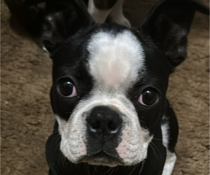 Father of the Faux Frenchbo Bulldog puppies born on 07/27/2025