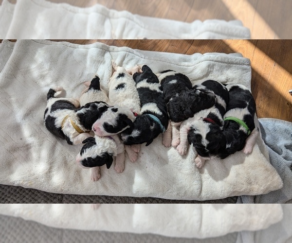 Medium Photo #38 Saint Berdoodle Puppy For Sale in BRUSH PRAIRIE, WA, USA