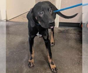 Doberman Pinscher-Unknown Mix Dogs for adoption in Rockwall, TX, USA