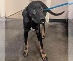 Small Doberman Pinscher Mix