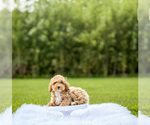 Small #1 Maltipoo