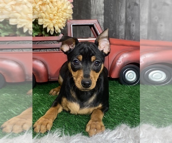 Medium Photo #2 Miniature Pinscher Puppy For Sale in CANOGA, NY, USA