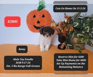 Poodle (Toy) Puppy for Sale in TUCSON, Arizona USA