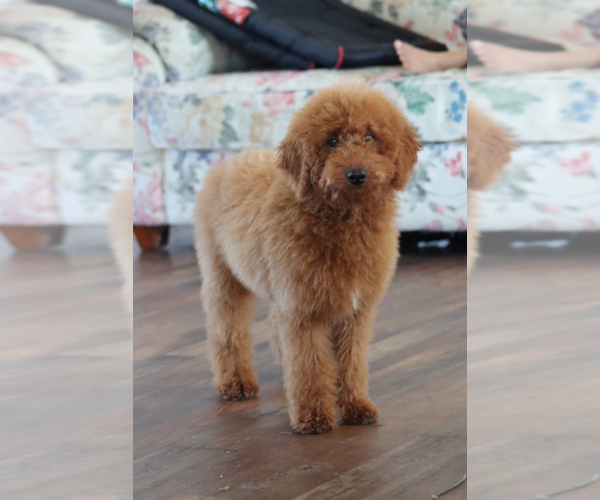 Medium Photo #4 Goldendoodle (Miniature) Puppy For Sale in ITASCA, TX, USA