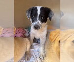 Small #3 Brittany-Dachshund Mix