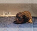 Small Photo #31 Dachshund Puppy For Sale in PINSON, AL, USA