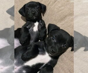 Mutt Dog for Adoption in Riverside, California USA