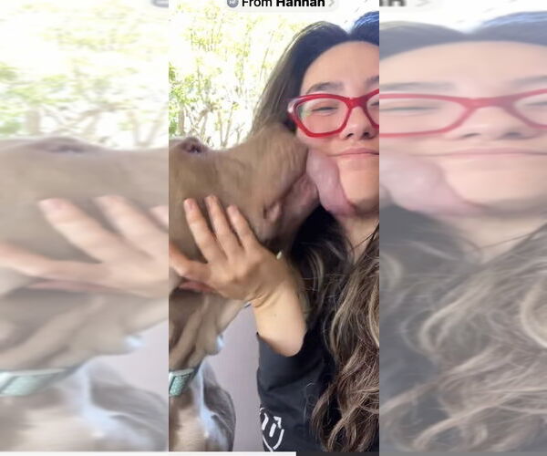 Medium Photo #4 Mutt Puppy For Sale in Banning, CA, USA