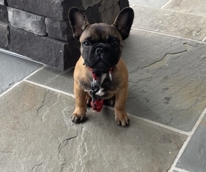 French Bulldog Puppy for sale in FAIRFAX, VA, USA