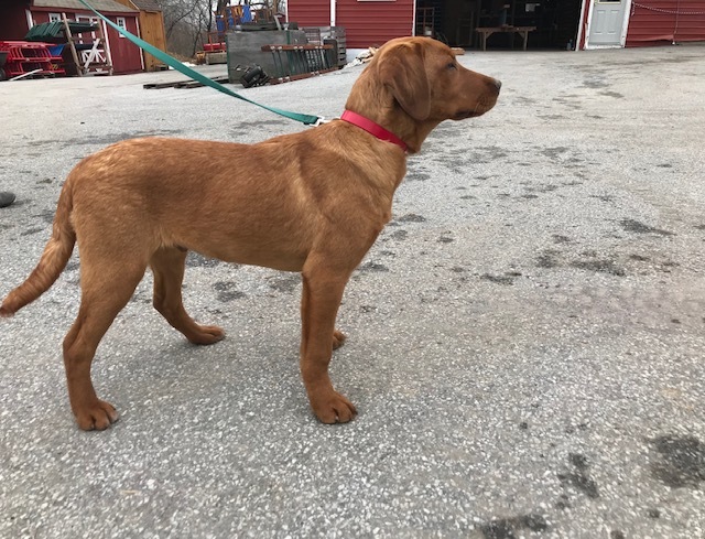 Medium Photo #18 Labrador Retriever Puppy For Sale in BUCK, PA, USA