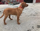 Small Photo #18 Labrador Retriever Puppy For Sale in BUCK, PA, USA