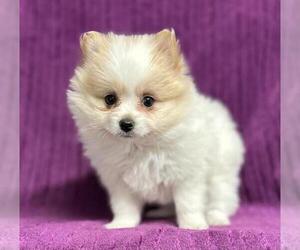 Pomeranian Puppy for sale in DALLAS, TX, USA