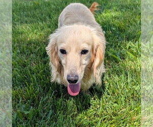 Dachshund Dogs for adoption in Shelbyville, TN, USA