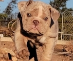 Small Photo #9 English Bulldog Puppy For Sale in HESPERIA, CA, USA