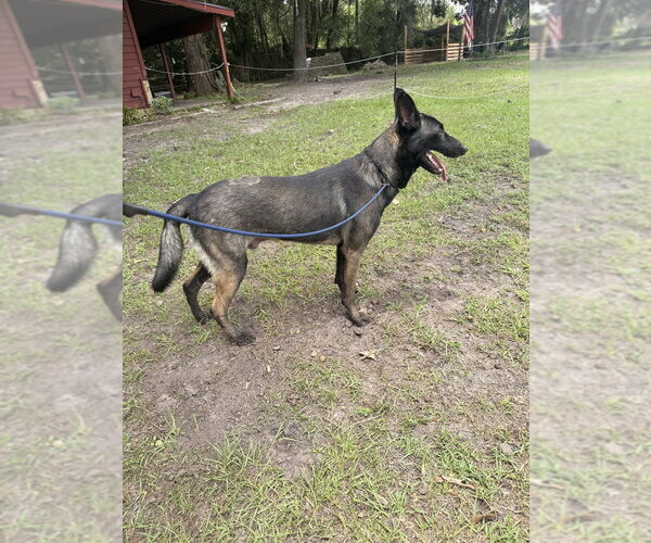 Medium Photo #2 Mutt Puppy For Sale in Imlay City, MI, USA