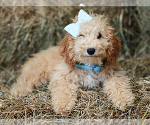 Cockapoo Puppy for sale in LIBERTY, KY, USA