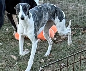 Mother of the Whippet puppies born on 03/19/2026
