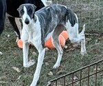 Small Photo #1 Whippet Puppy For Sale in DONALDS, SC, USA
