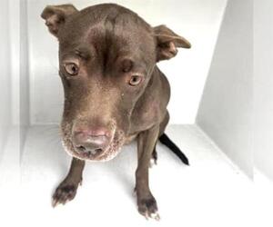 Mutt Dogs for adoption in Houston, TX, USA