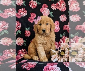 Golden Retriever Puppy for Sale in CHRISTIANA, Pennsylvania USA