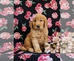 Small Golden Retriever