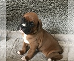 Small #5 Boxer