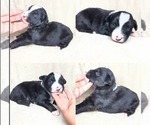 Small #1 Miniature Australian Shepherd