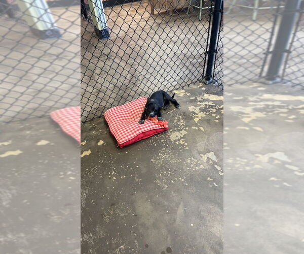 Medium Photo #2 Labrador Retriever-Unknown Mix Puppy For Sale in Evansville, IN, USA