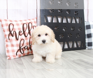 Bichpoo Puppy for sale in MARIETTA, GA, USA