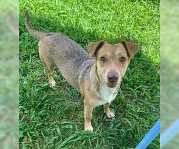 Medium Photo #2 Mutt Puppy For Sale in Virginia Beach, VA, USA