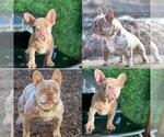 Small Photo #1 French Bulldog Puppy For Sale in BELLAIRE, TX, USA