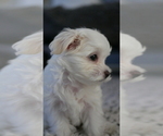 Small Photo #3 Maltese Puppy For Sale in AURORA, IL, USA