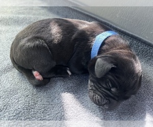 Medium Cane Corso